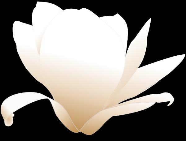free vector Magnolia-white clip art
