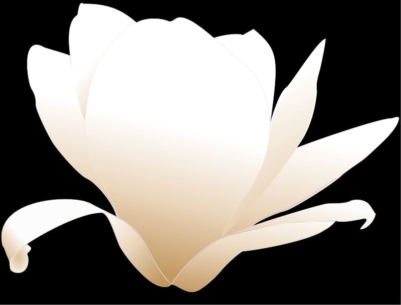 free vector Magnolia-white patricia 03r