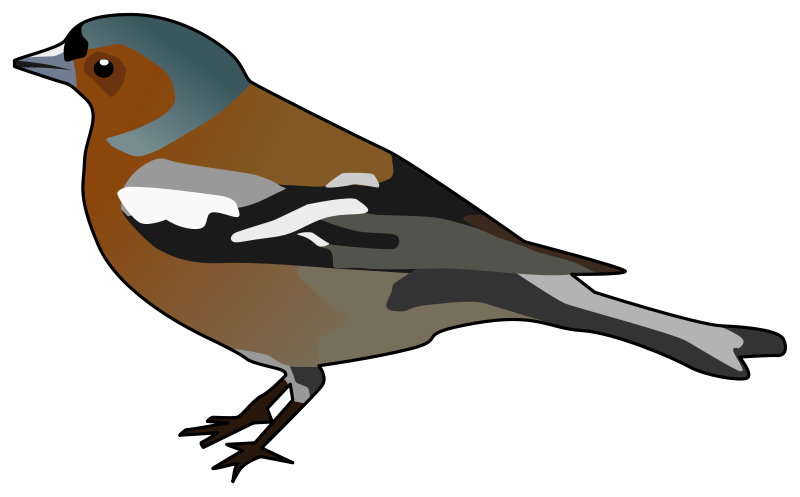 free vector Male Chaffinch