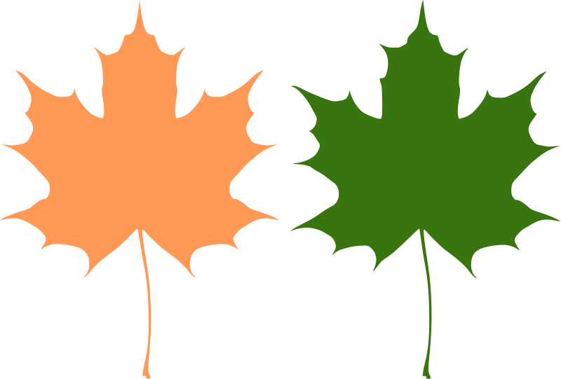 free vector Maple leaves