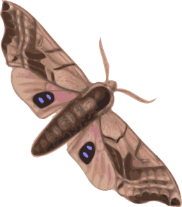 free vector Moth clip art