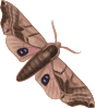 free vector Moth clip art