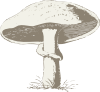 free vector Mushroom clip art