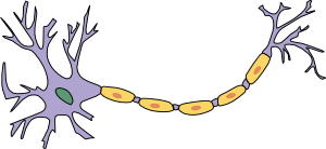 free vector Neuron With Axon clip art
