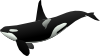 free vector Orca clip art