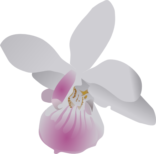 clipart orchid flower - photo #48