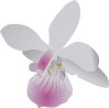 free vector Orchidea clip art