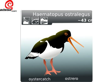 free vector Ostrero Oyster Catcher clip art