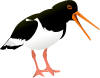 free vector Oyster Catcher Bird clip art