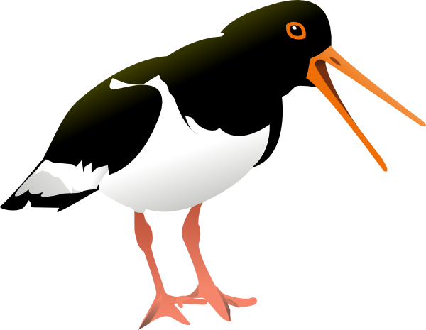 free vector Oyster Catcher Bird clip art