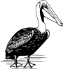 free vector Pelican clip art