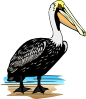 free vector Pelican clip art