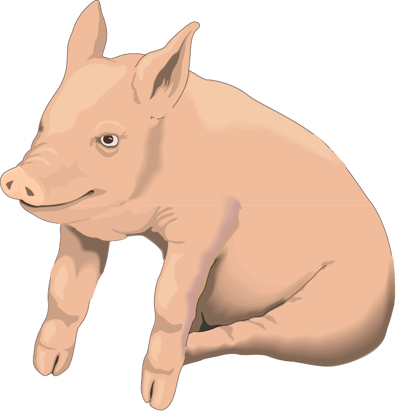 free vector Pig 2
