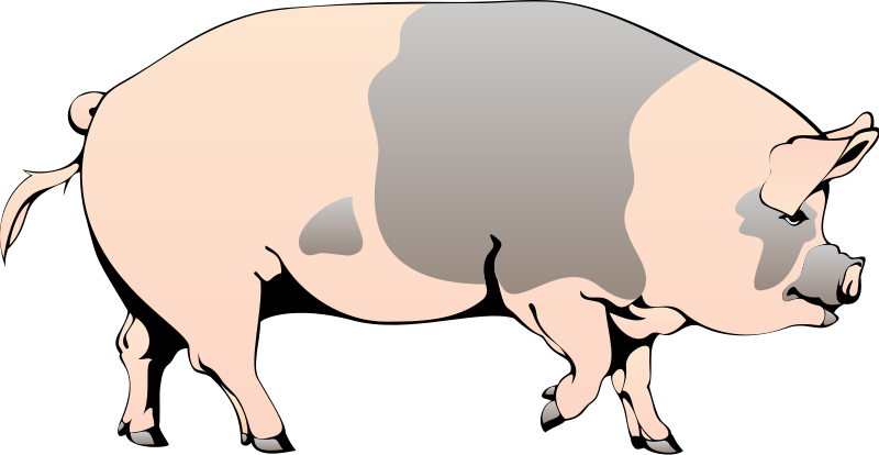 free vector Pig 4