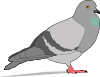 free vector Pigeon  clip art