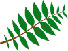 free vector Pinnate Leaf clip art