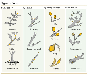 free vector Plant Buds Clasification clip art