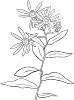 free vector Plant Flowers Shrub clip art