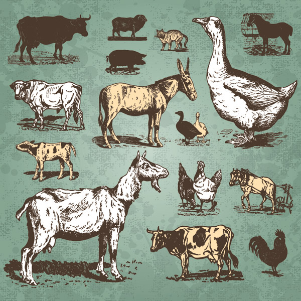 Poultry animals standard (28358) Free EPS Download / 4 Vector