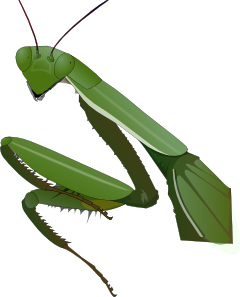 free vector Praying Mantis clip art