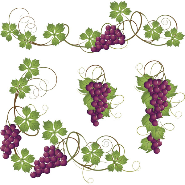 free vector Purple grapes and grape leaves vector