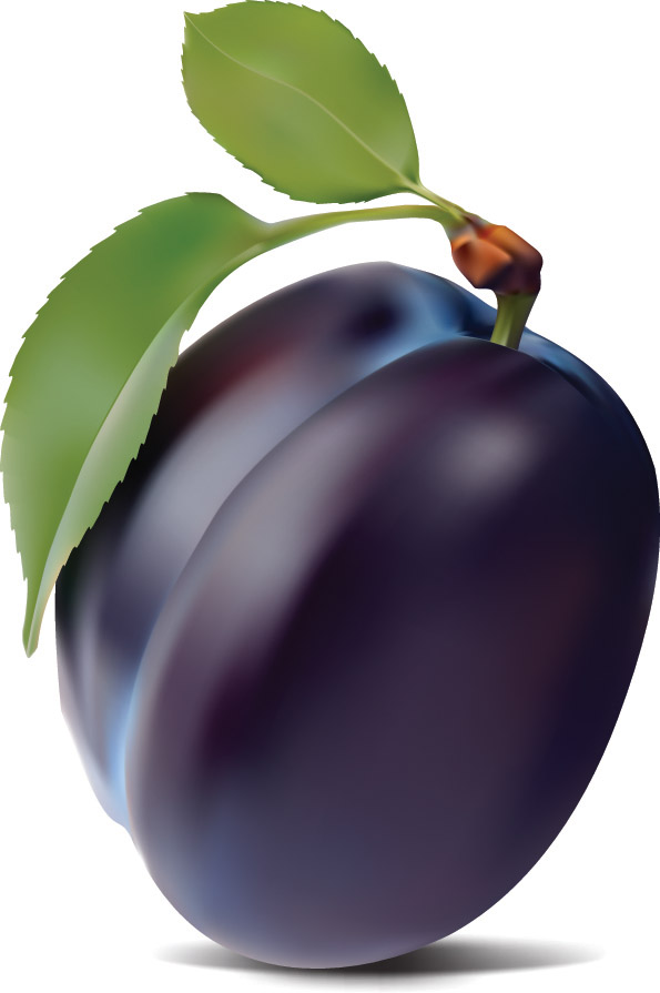 free vector Purple plum vector