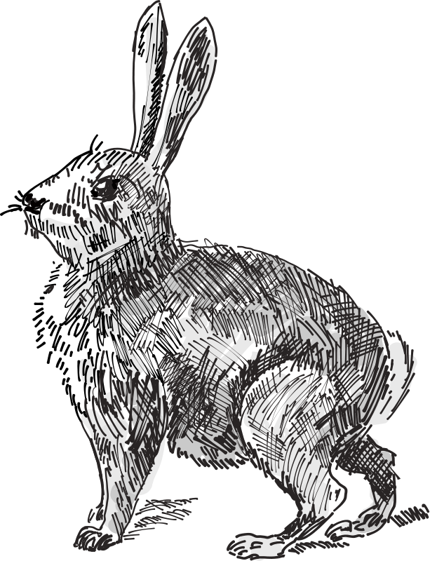 free vector Rabbit