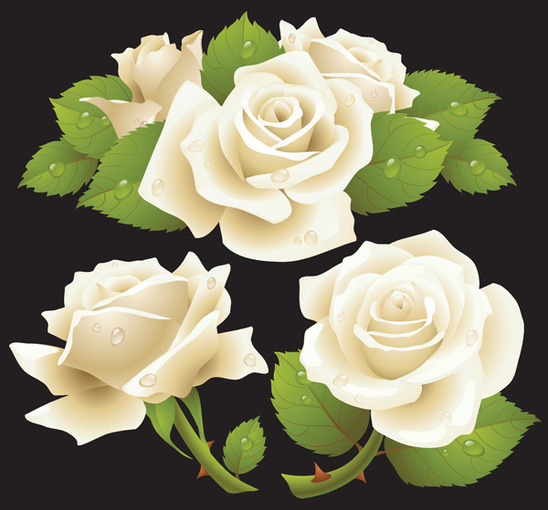 free vector Realisitic Vector Roses