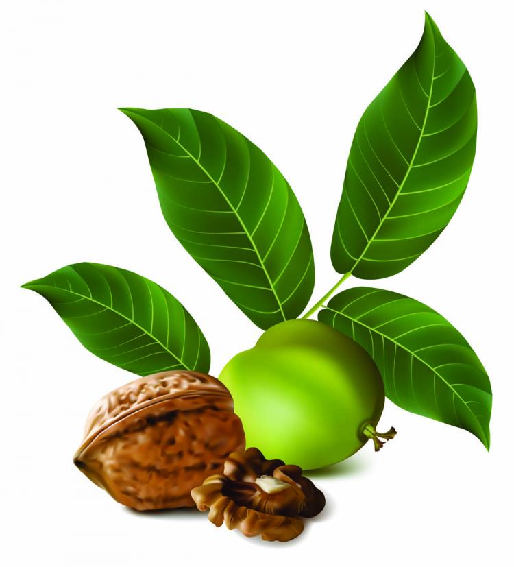 free vector Realistic green walnut walnut 02 vector
