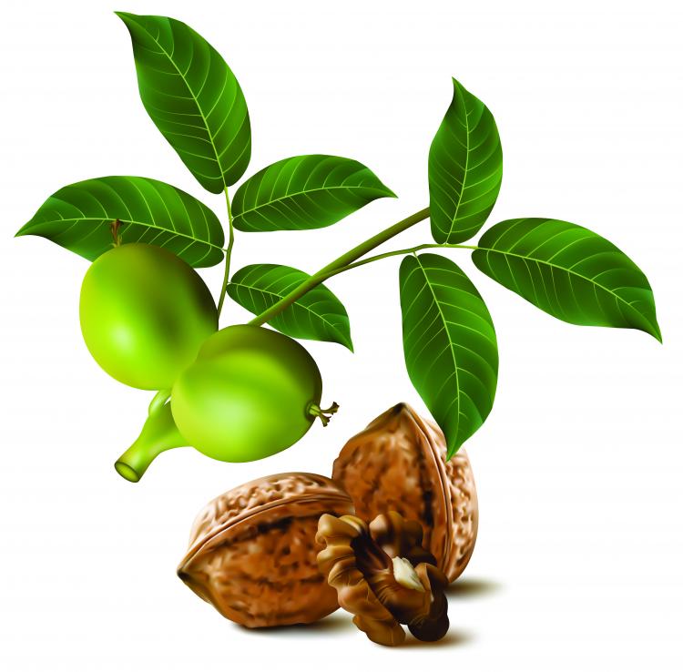 free vector Realistic green walnut walnut 04 vector