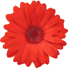 free vector Red Flower Pedals clip art
