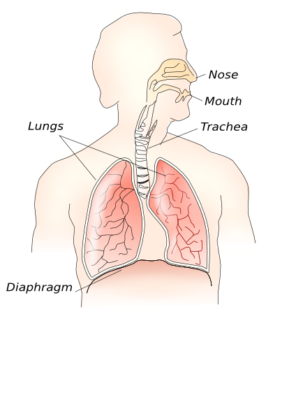 Respiratory System clip art (125680) Free SVG Download / 4 Vector