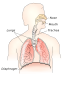 free vector Respiratory System clip art