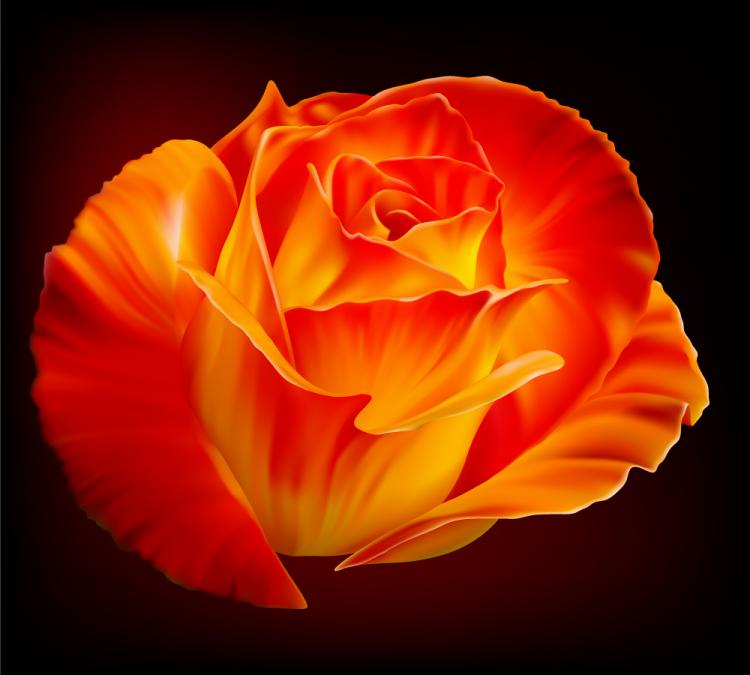 Roses (4365) Free EPS Download / 4 Vector