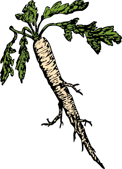 free vector Salsify Food Plants Root clip art