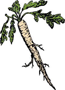 free vector Salsify Food Plants Root clip art