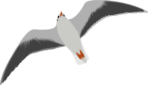 free vector Sea Gull Seagull clip art