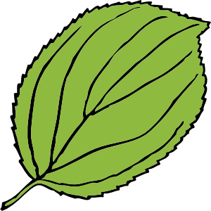 free vector Serrate Leaf clip art