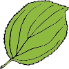 free vector Serrate Leaf clip art