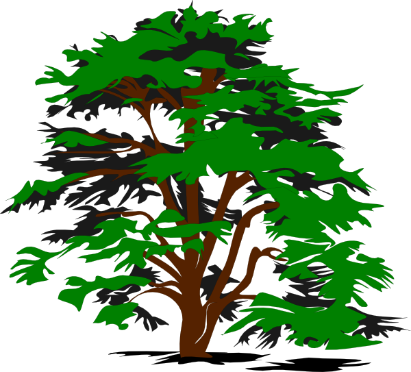 simple cedar tree drawing