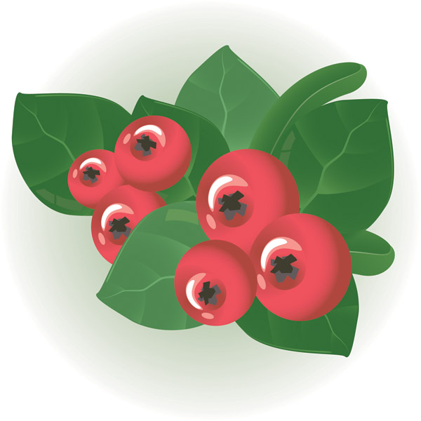 free vector Small red berries clip art