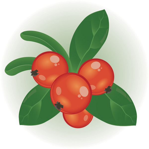 free vector Small red berries clip art
