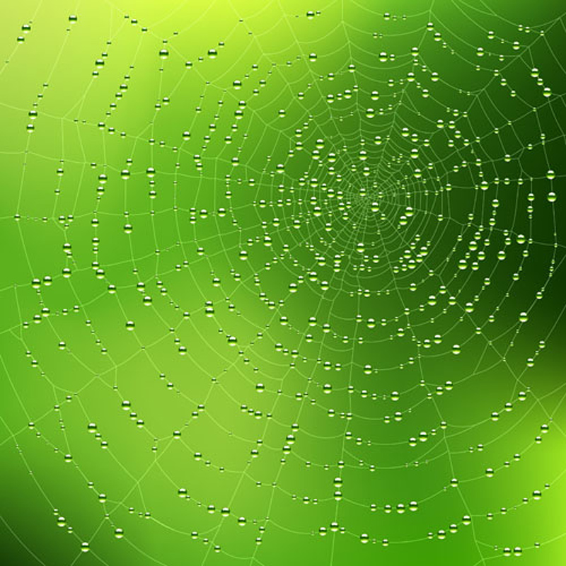free vector Spider web background 03 vector