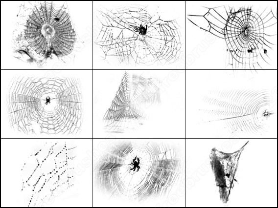 free vector Spiders web brush