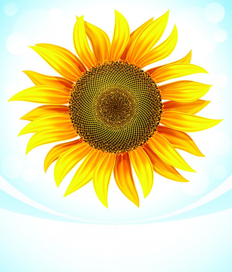 free vector Sunflower 05 vector