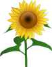 free vector Sunflower Jh clip art