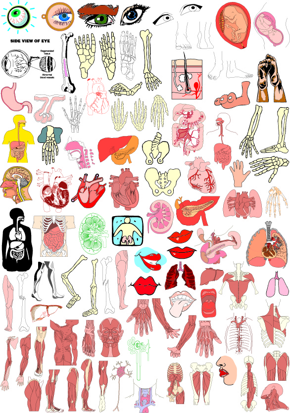 free vector The structure of human organ parts of vector