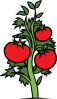 free vector Tomato Plant clip art