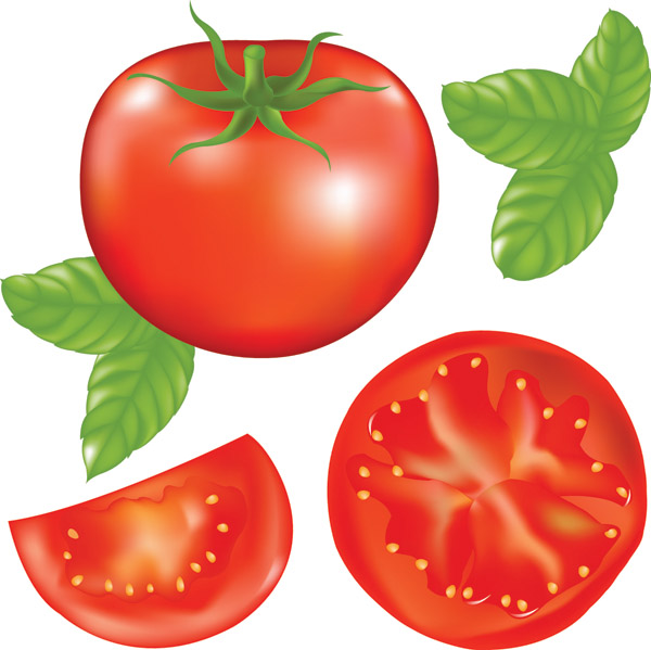 free vector Tomatoes vector