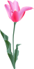 free vector Tulip clip art